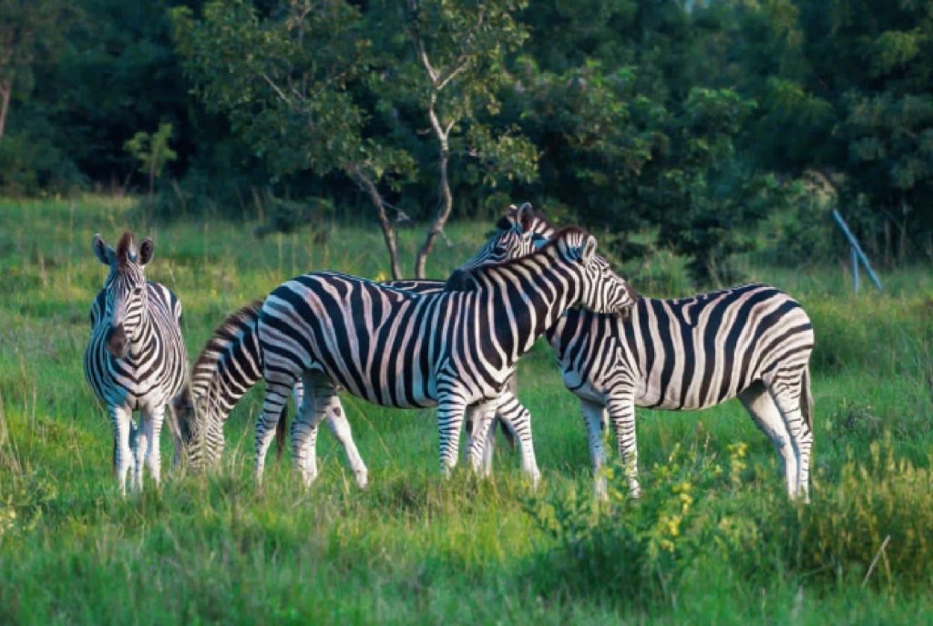 photo_2026-02-12_01-04-54